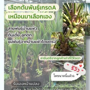 พันธุ์มะพร้าว Coconut for Planting